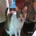 ../../superadmin/superadmin/largeupload/hkcr1286447095.jpg