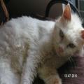 ../../superadmin/superadmin/largeupload/hkcr1286448025.jpg