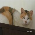 ../../superadmin/superadmin/largeupload/hkcr1286449032.jpg