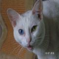 ../../superadmin/superadmin/largeupload/hkcr1286449900.jpg