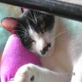 ../../superadmin/superadmin/largeupload/hkcr1286501493.jpg