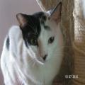 ../../superadmin/superadmin/largeupload/hkcr1286502312.jpg