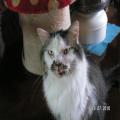 ../../superadmin/superadmin/largeupload/hkcr1286502374.jpg