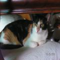 ../../superadmin/superadmin/largeupload/hkcr1286503228.jpg