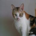 ../../superadmin/superadmin/largeupload/hkcr1286505613.jpg