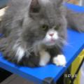 ../../superadmin/superadmin/largeupload/hkcr1286507581.jpg
