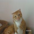 ../../superadmin/superadmin/largeupload/hkcr1286507635.jpg
