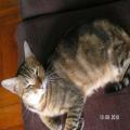 ../../superadmin/superadmin/largeupload/hkcr1286507850.jpg
