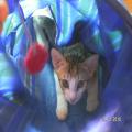 ../../superadmin/superadmin/largeupload/hkcr1287041871.jpg