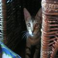 ../../superadmin/superadmin/largeupload/hkcr1287044530.jpg