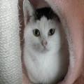 ../../superadmin/superadmin/largeupload/hkcr1302773995.jpg