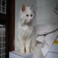 ../../superadmin/superadmin/largeupload/hkcr1302776188.jpg