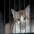 ../../superadmin/superadmin/largeupload/hkcr1302776379.jpg