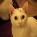 ../../superadmin/superadmin/largeupload/hkcr1302777154.jpg