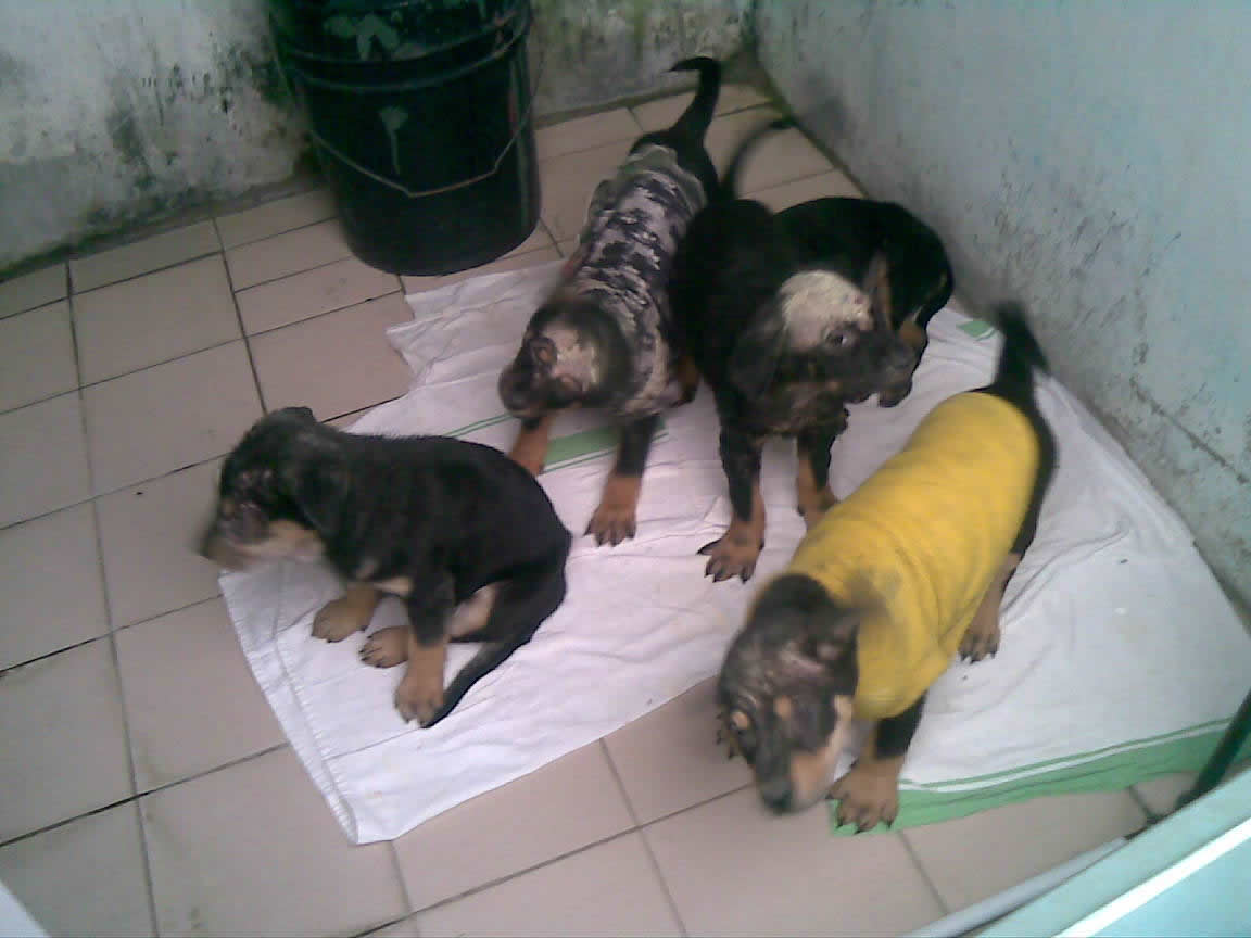 1248539823---home_sick_puppy.jpg
