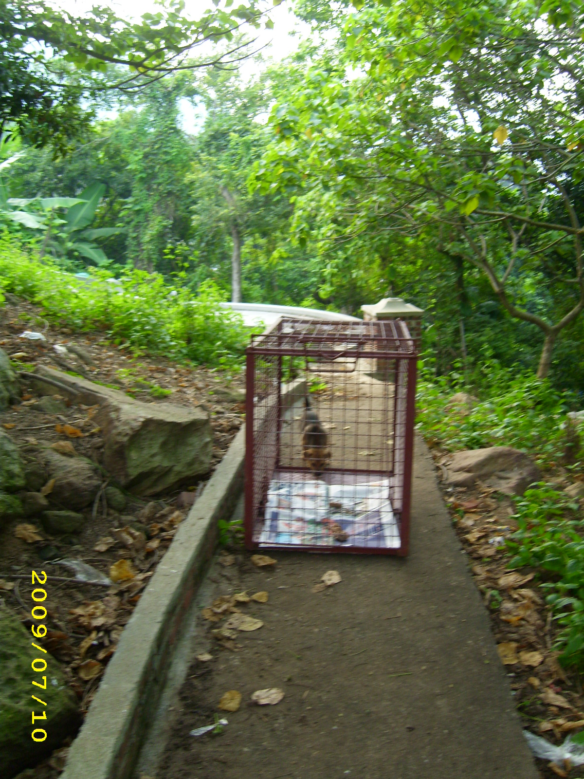 1248540830---dog_trap_in_chingshan_tsuen.JPG 1248540830---dog_trap_in_chingshan_tsuen.JPG