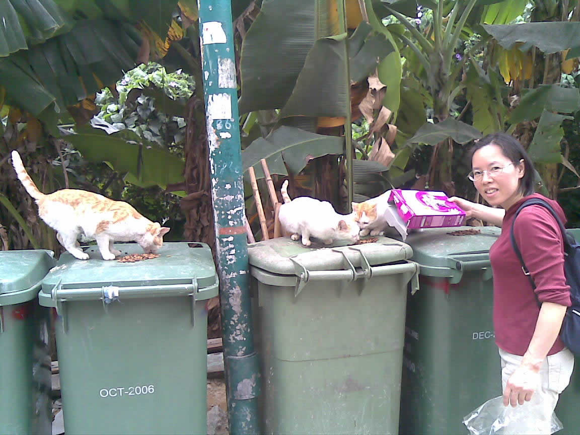 1249186294---feeding_stary_cat2.jpg 1249186294---feeding_stary_cat2.jpg