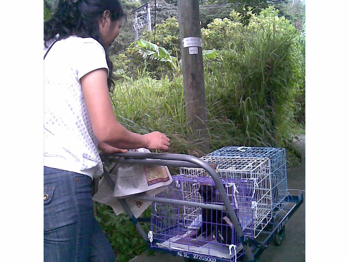 1249187102---trapping_stray_cat_with_little_cage.jpg 1249187102---trapping_stray_cat_with_little_cage.jpg